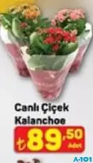 CANLI ÇİÇEK KALANCHOE fiyat ve kampanya bilgisi